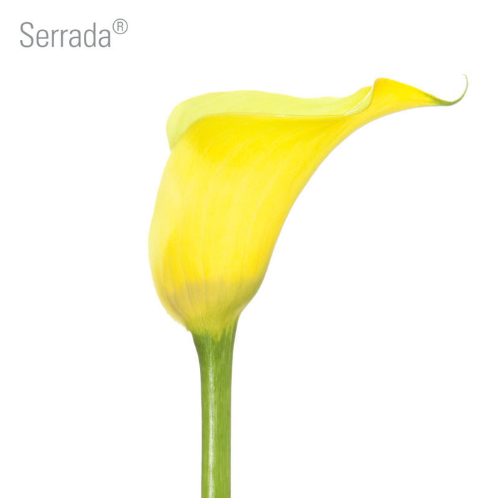 Serrada Callas