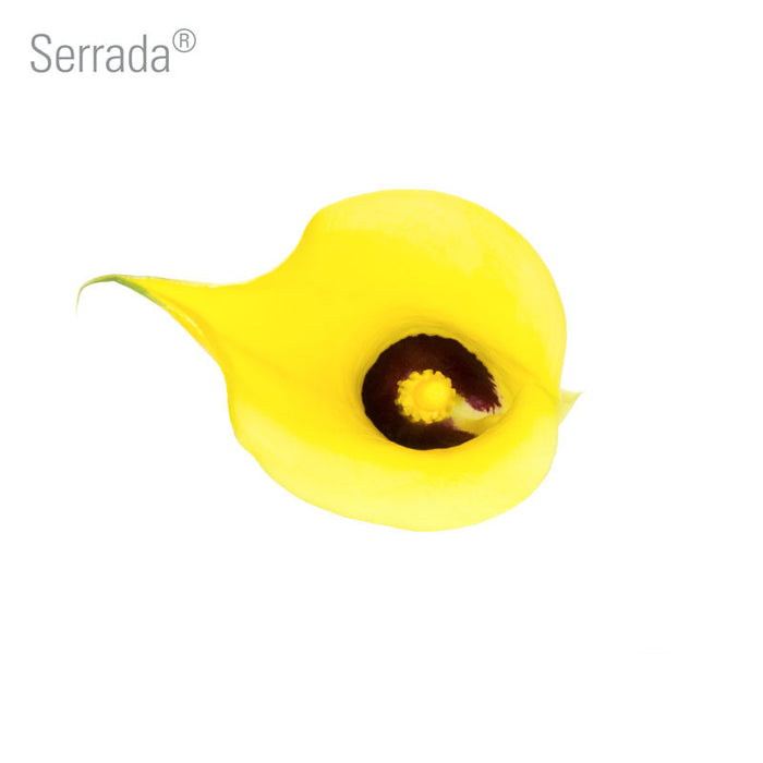 Serrada Callas