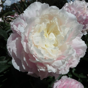 Shirley Temple peonies
