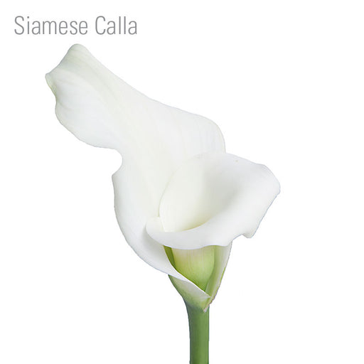 Siamese Calla White