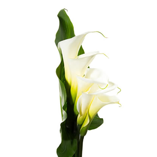 Staggered White Callas Bqt