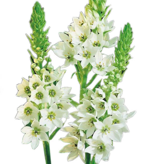 Star of Bethlehem