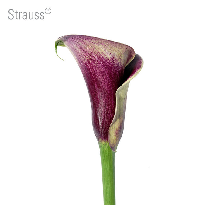 Strauss Callas