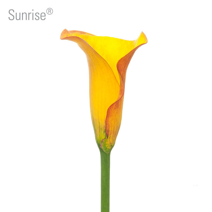 Sunrise Callas