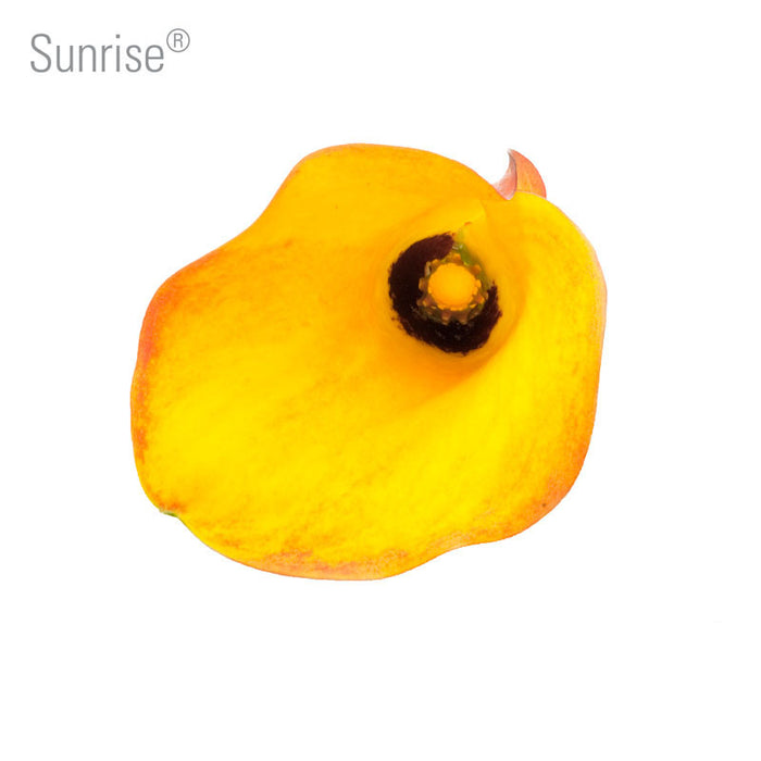 Sunrise Callas