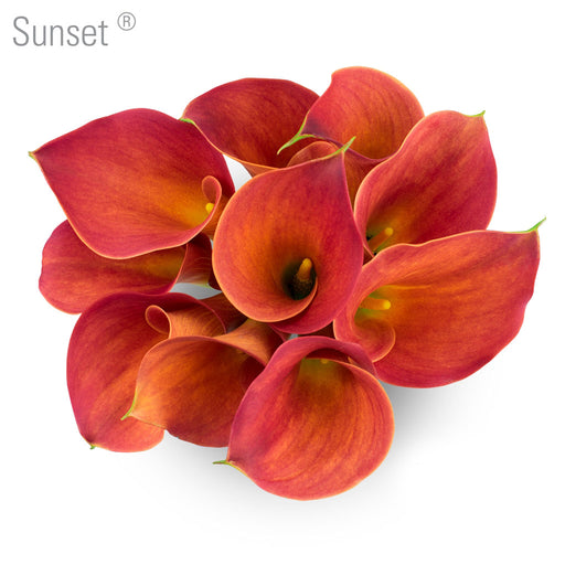 Sunset Callas