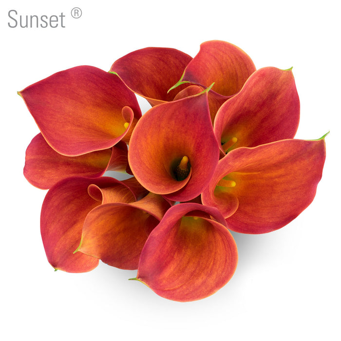 Sunset Callas