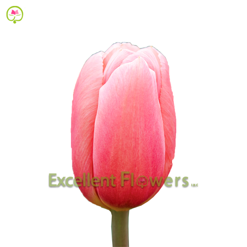 Ace Pink Tulip Fresh flower Excellent Flowers Inc Best price shipping USA