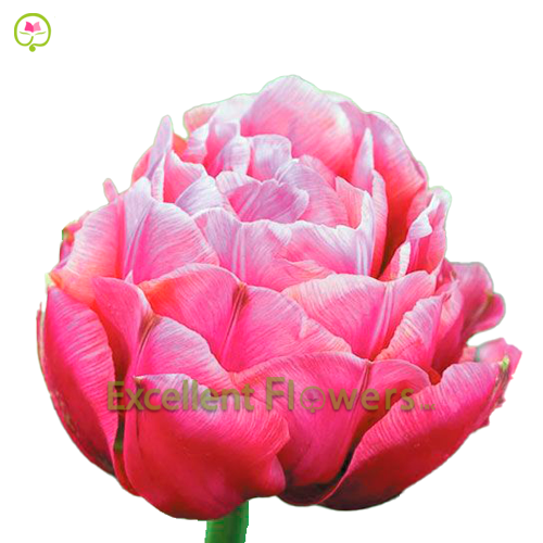 Adore Pink Best Prices Excellent Flowers Inc rose adore pink