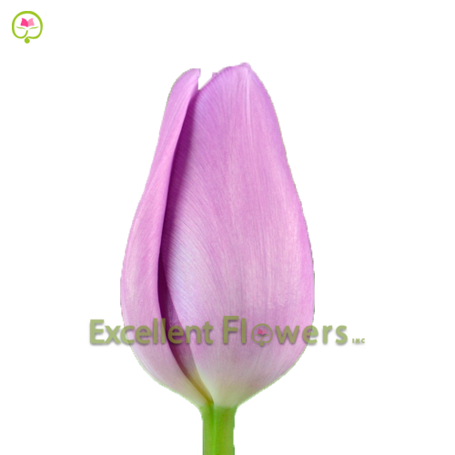 Alibi tulips, ecuadorian flowers, shipping to usa, flower purple,
light purple