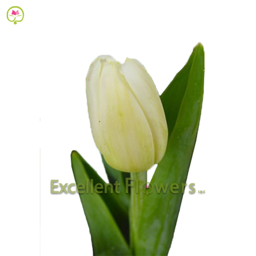 Tulip Antartica