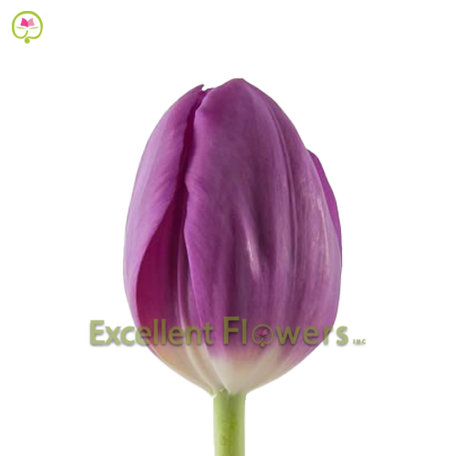 TULIPA BULLIT