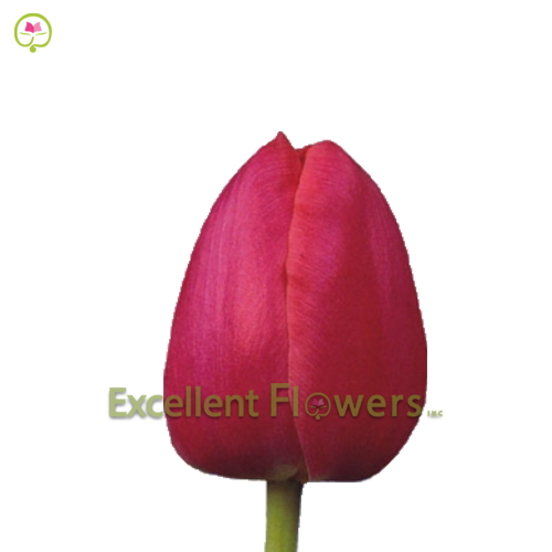 Tulip Dark Pink