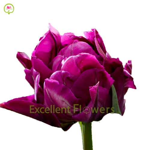 Double Purple Peony