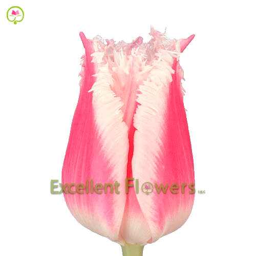 Frilled Bell Song