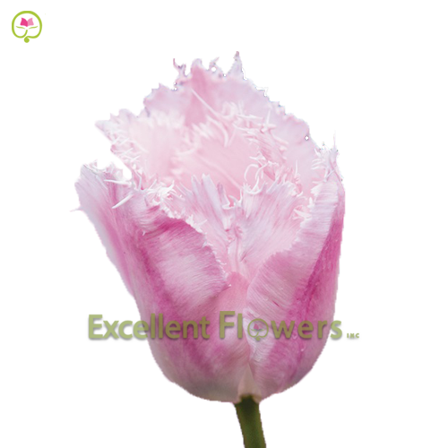 Frilled Cacharel
