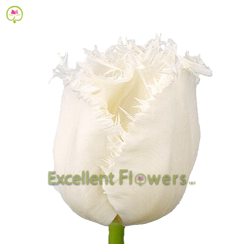 Frilled Honeymoon