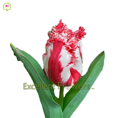 Frilled Las Palmas