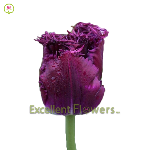 Frilled Purple Crystal