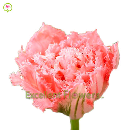 Frilled Ranomi