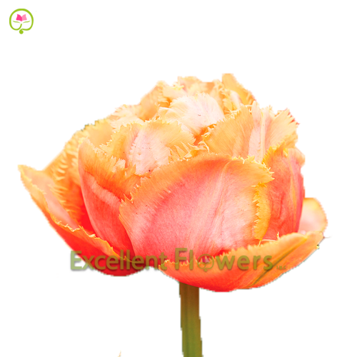 Frilled Sensual Touch