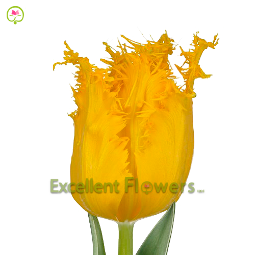 Frilled Yellow Valery