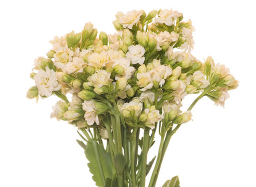 tender white
