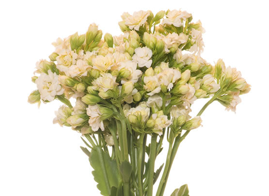 tender white
