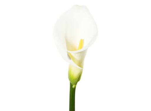 White Callas