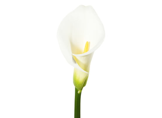 White Callas