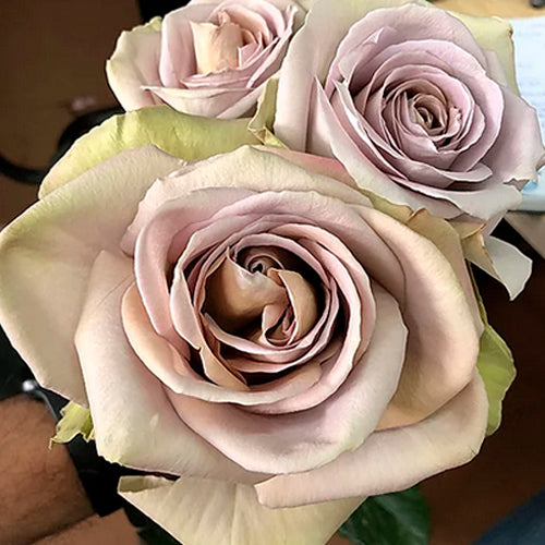 garden roses
