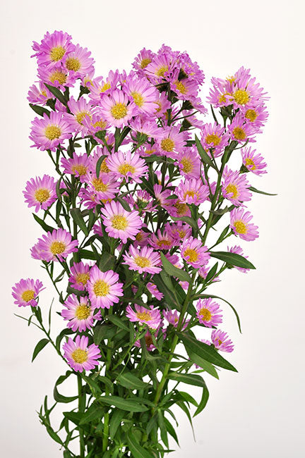 Pink Aster Solidago