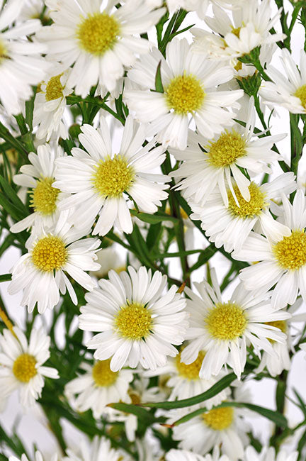 White Aster Solidago Best Prices Excellent Flowers Inc