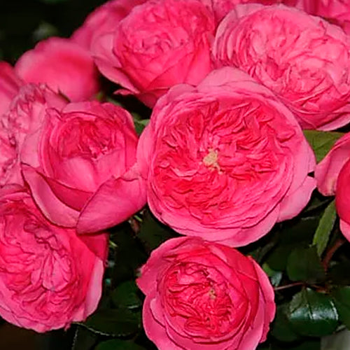 Garden roses