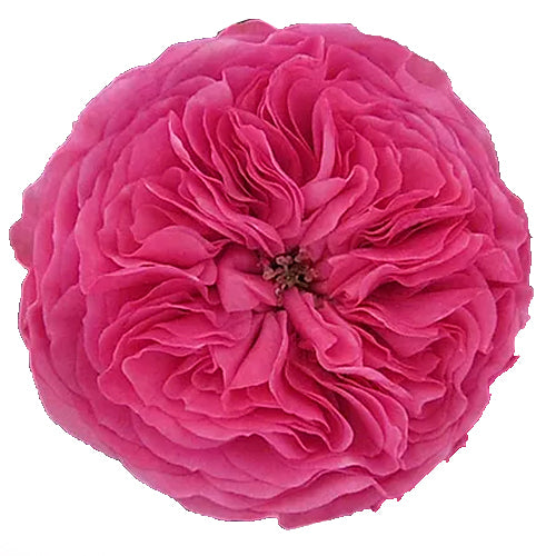 Baronesse garden rose