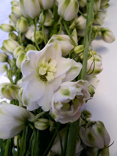 Delphinium Royal - White