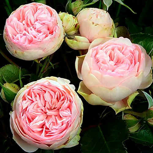 garden roses