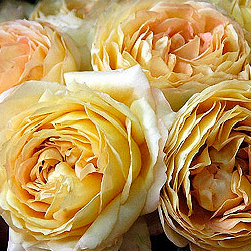 garden roses