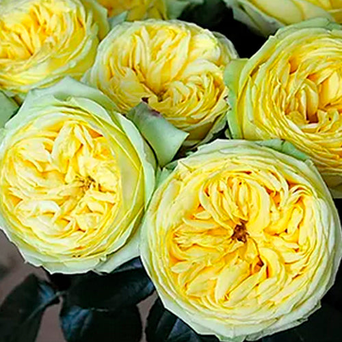 garden roses
