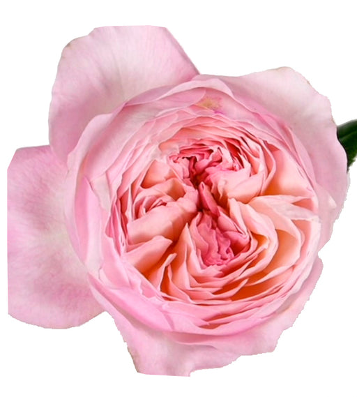 Constance garden roses