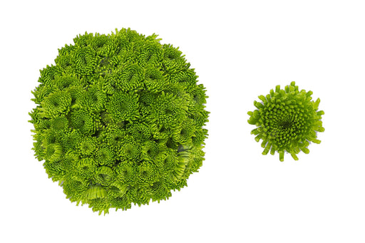 Coqueta -  Poms Novelty