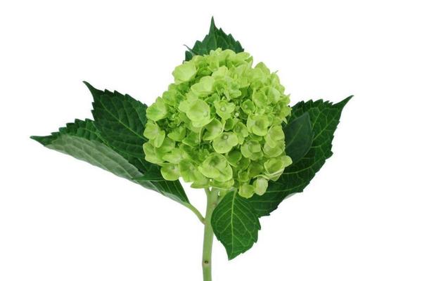 Hydrangea Dark Mini Green