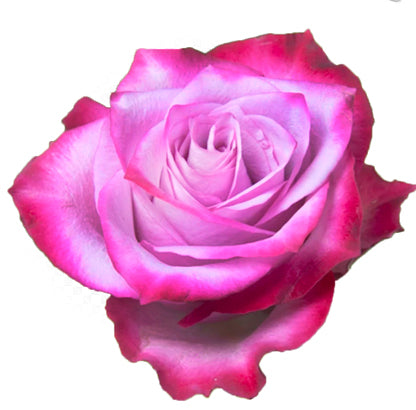 Deep Purple Rose