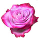 Deep Purple Rose