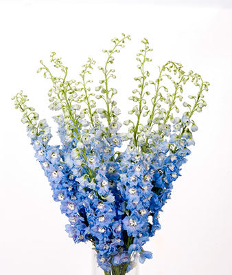 Delphinium Elatum - Sky Blue