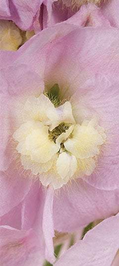 Delphinium Elatum - Pink River