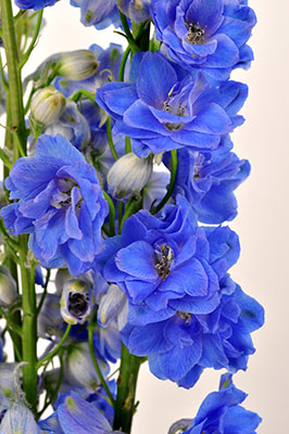 Delphinium Elatum - Blue river