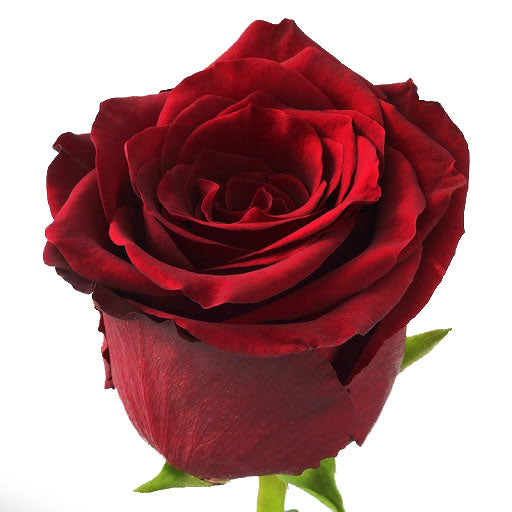 Ecuadorian Explorer rose