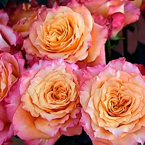 garden roses