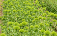 Trachelium Green Wiky